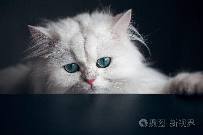 钦奇利亚只白色的猫。明亮的绿色眼睛蓬松可爱宠物动物