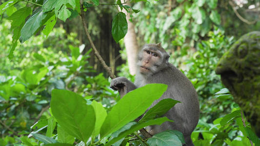 巴厘岛森林里的猴子