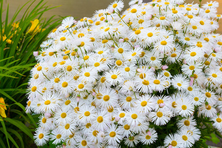 小花瓣雏菊的花坛照片