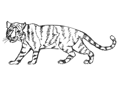 手绘 grunge，老虎的素描图