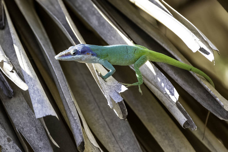 古巴男性蜥蜴艾利森的变色龙 Anolis allisoni, 也被称为蓝为首的变色龙巴拉德罗, 古巴