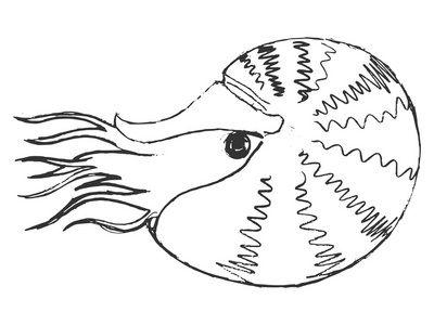 鹦鹉螺简笔画 一等奖图片
