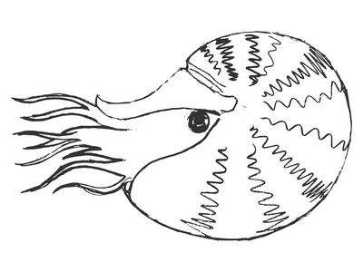 手绘, grunge,鹦鹉螺的素描图照片