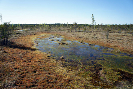伟大的 Kemeri 沼泽 Kemeri 国家公园. 拉脱维亚