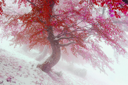 雪在秋天的山毛榉树林