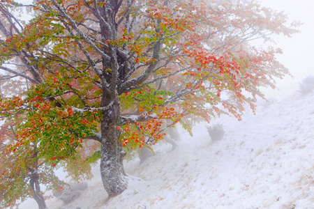 雪在秋天的山毛榉树林