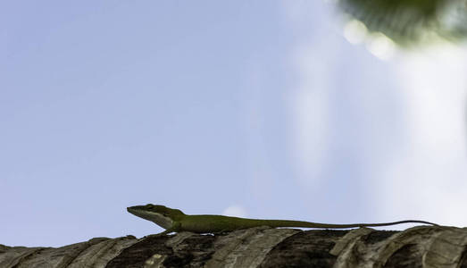 古巴女蜥蜴艾利森的变色龙 Anolis allisoni, 也被称为蓝头变色龙巴拉德罗, 古巴