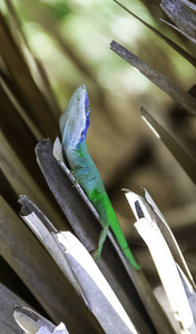 古巴男性蜥蜴艾利森的变色龙 Anolis allisoni, 也被称为蓝为首的变色龙巴拉德罗, 古巴