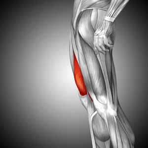 人类的大腿解剖