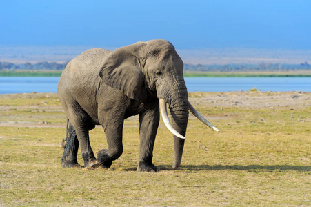 在肯尼亚国家公园中的大象照片