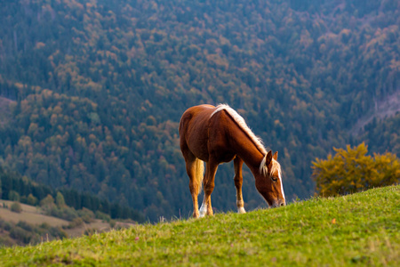 可爱的马，在阿尔卑斯山