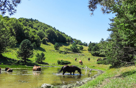 野马在阿伦谷在比利牛斯，西班牙的加泰罗尼亚语