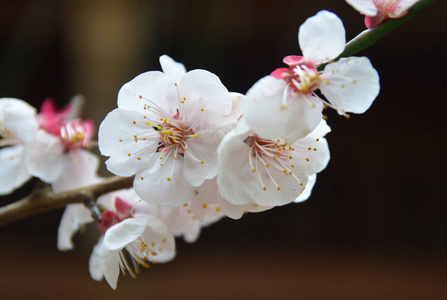 樱花春天樱花盛开，粉色花