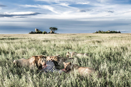 雄狮和雌狮吃斑马在塞伦盖蒂国家公园