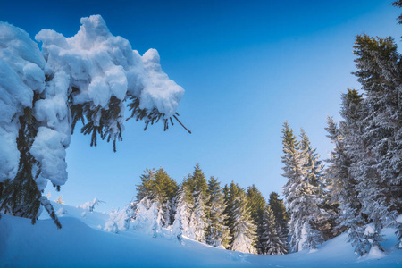 雪覆盖的云杉