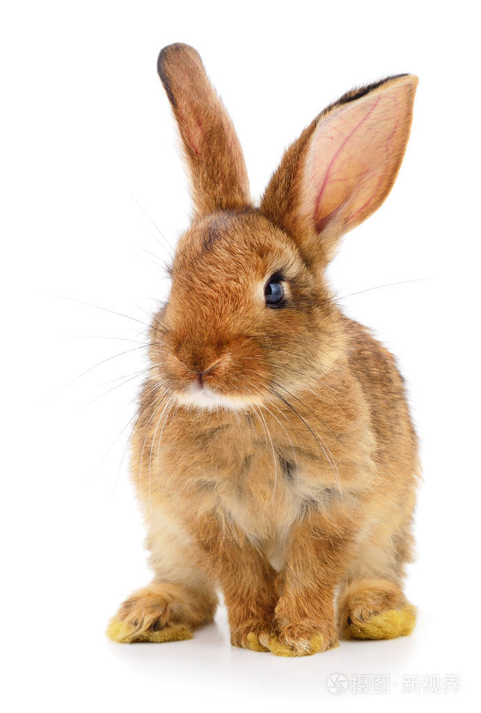 白色背景上孤立的小棕色兔子