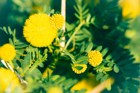 含羞草科与黄色的花朵