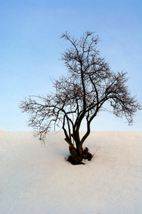 在冬天棵孤独的树