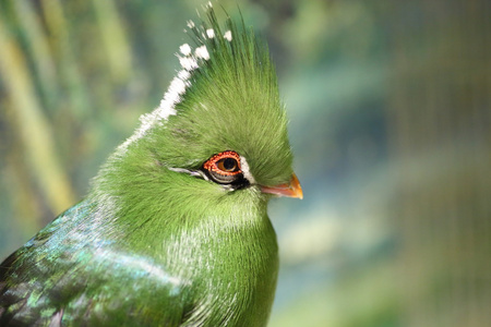 利文斯顿的 Turaco Tauraco livingstonii 在坦桑尼亚