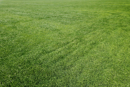 鸟瞰大绿场照片