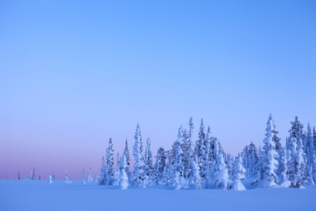 白雪皑皑的丛林，蓝色的天空