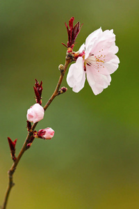 日本的樱花树花的细节