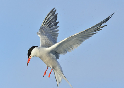 普通燕鸥Sternahirundo