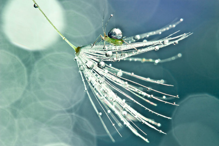 蒲公英的绒毛图片