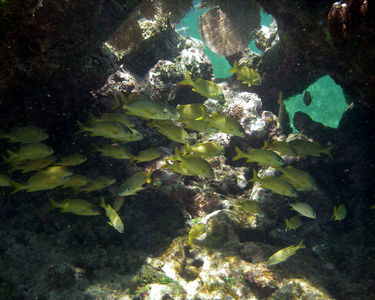 珊瑚礁中的黄鱼躲藏起来图片