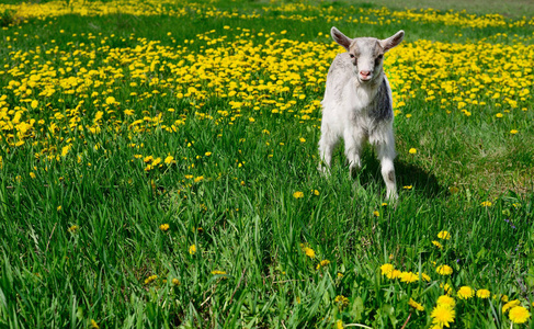 绿草上的白色幼山羊