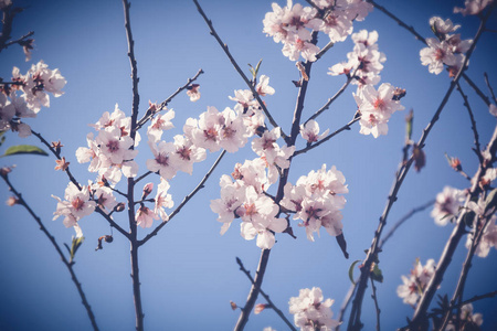 花杏仁对蓝天, 图像与复古色调