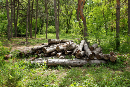 砍伐森林, 锯木的树木甲板, 全球变暖问题, 环境问题, 森林破坏宅片