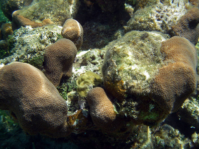 海藻生物水下珊瑚礁