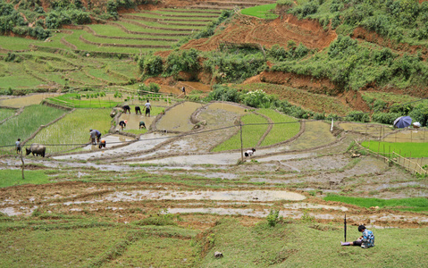 人是培养水田，Sa Pa