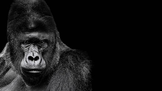 一只大猩猩的肖像。黑色背景大猩猩, 严重银背