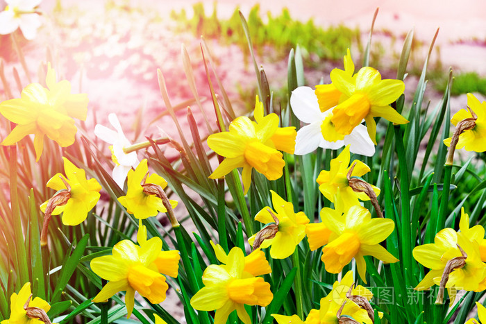 春天的风景.美丽的春天的花朵水仙花