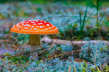 鹅 Muscaria。森林中的红毒蝇木耳菇