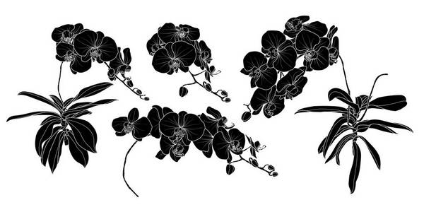 一套孤立的剪影兰花分支在4样式设置3。可爱的手绘花矢量插图白色轮廓和黑色平面上白色背景
