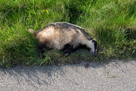在路上被汽车撞死的野生动物照片