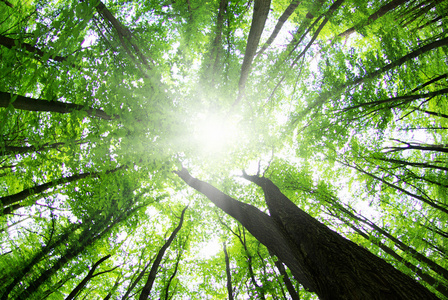 美丽的森林景观的早晨照片