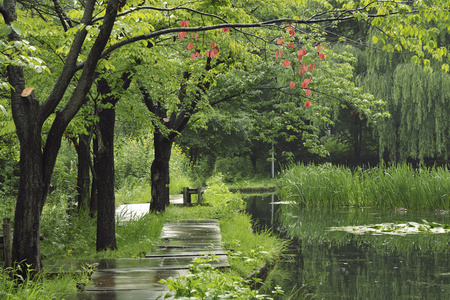 多雨的夏季景观