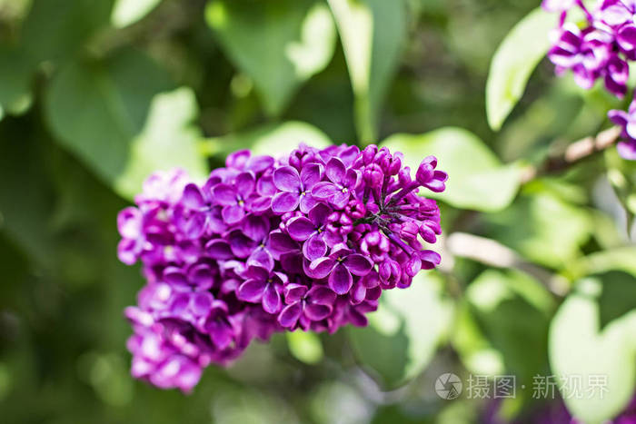 丁香树在春天的花朵