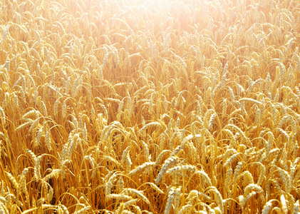 在结束了夏天完全成熟的小麦的领域