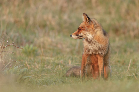 红色狐狸在自然在晚上光