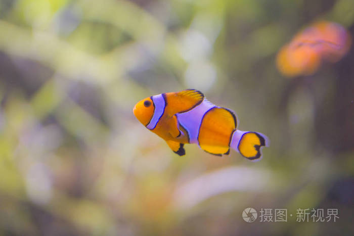 橙色动画片珊瑚鱼是在水族馆与海藻和珊瑚的背景