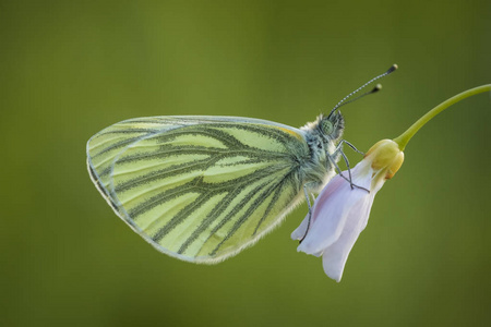绿脉白色 菜粉蝶 napi cuckooflower 上的蝴蝶