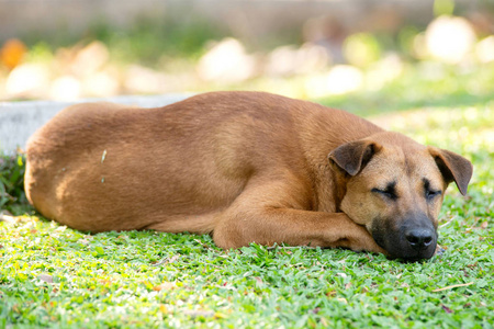 棕色狗躺在草地上图片