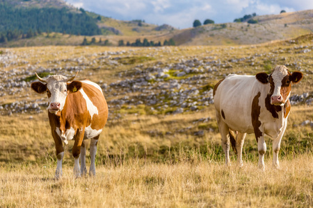 在阿布鲁佐省的坎波乌马托高原放牧的奶牛