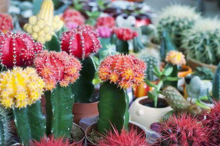 在与其他花的花盆 Gymnocalycium