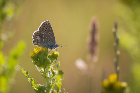 常见的蓝蝴蝶 polyommatus 伊卡洛斯